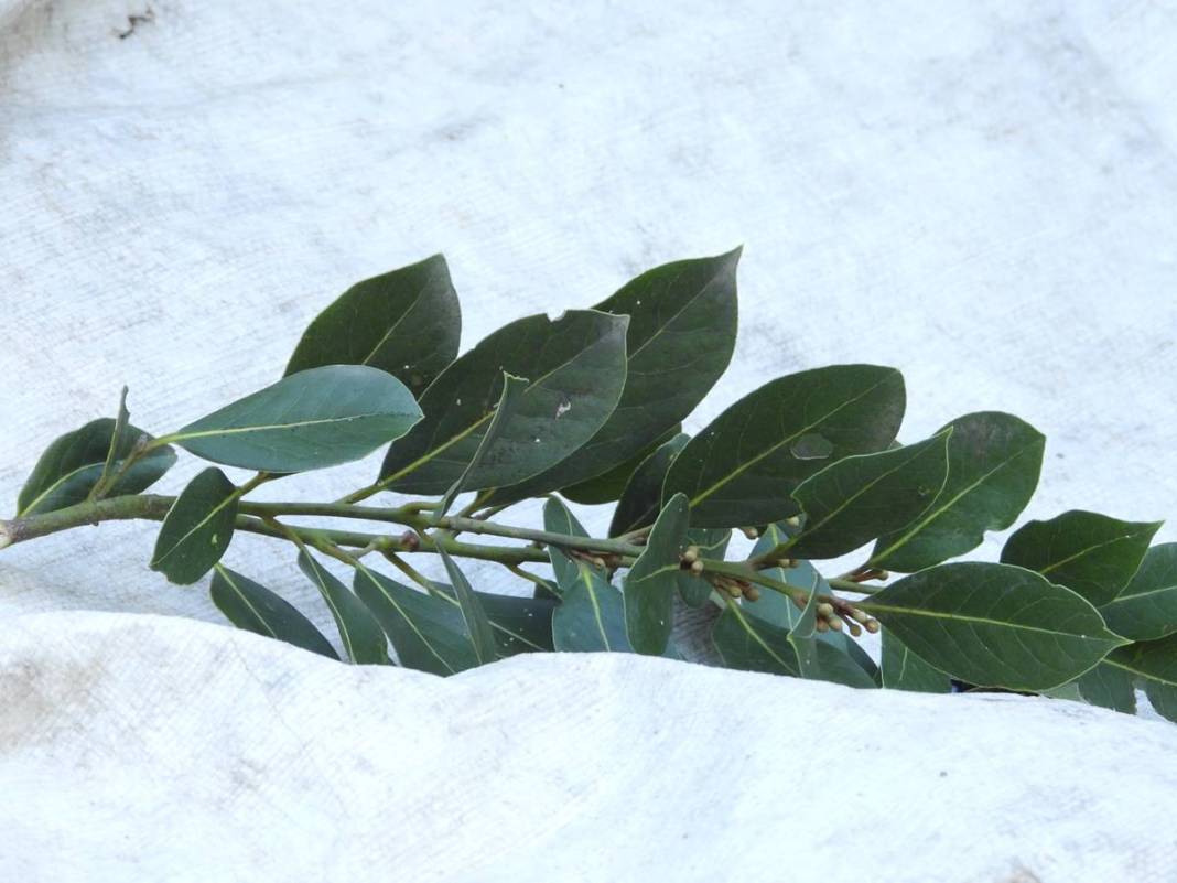 Dalında 7 lira, fabrikadan çıkınca 1500 lira! Dünyaya ihraç ediyorlar, bir köy böyle zengin oldu 7